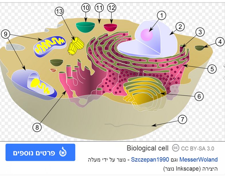 שלושה פרפרי זהב, תא-מבנה וגודל